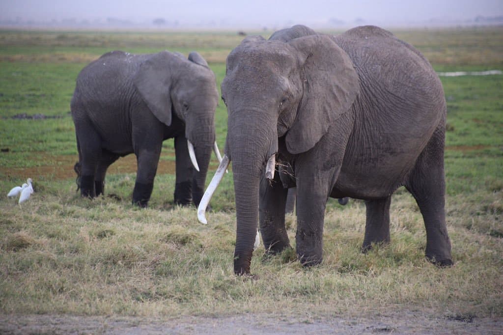 Animal safari in Kenya!